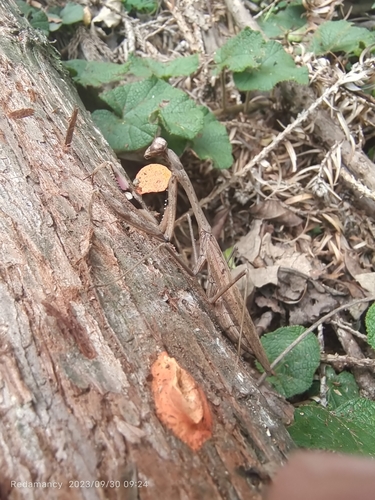 Asian Jumping Mantis
