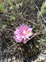 Echinofossulocactus dichroacanthus