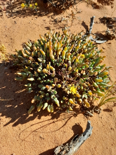 Antimima distans
