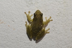 Brown-Bordered Snouted Treefrog photo 5