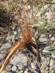 Carex buchananii