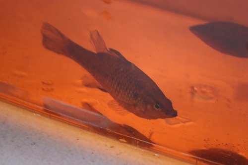 Western pygmy perch (Nannoperca vittata) — Percichthyidae — 4