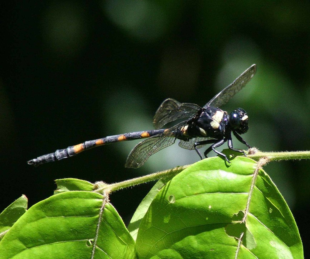 Macrogomphus thoracicus