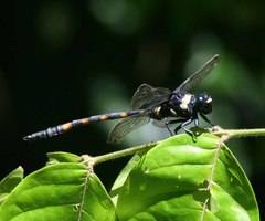 Macrogomphus thoracicus