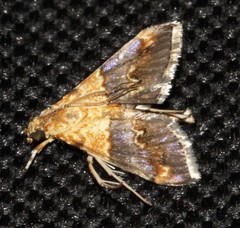 Tetracona amathealis