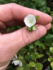 Phacelia viscida albiflora
