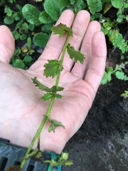 Phacelia viscida albiflora