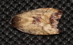 Ageletha elaeodes