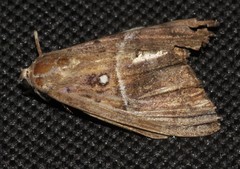 Oxyodes tricolor