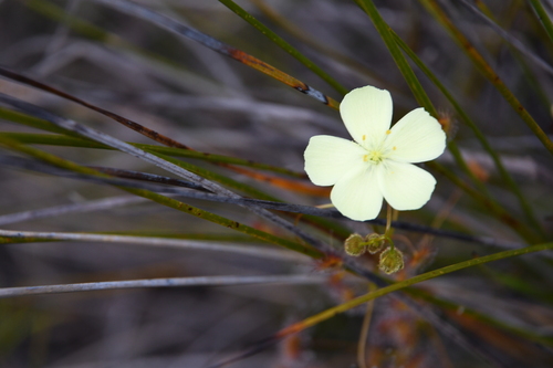 Drosera sulphurea (Drosera sulphurea)