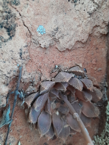 Haworthia nortieri