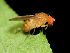 Drosophila tripunctata