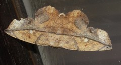 Polyacme dissimilis