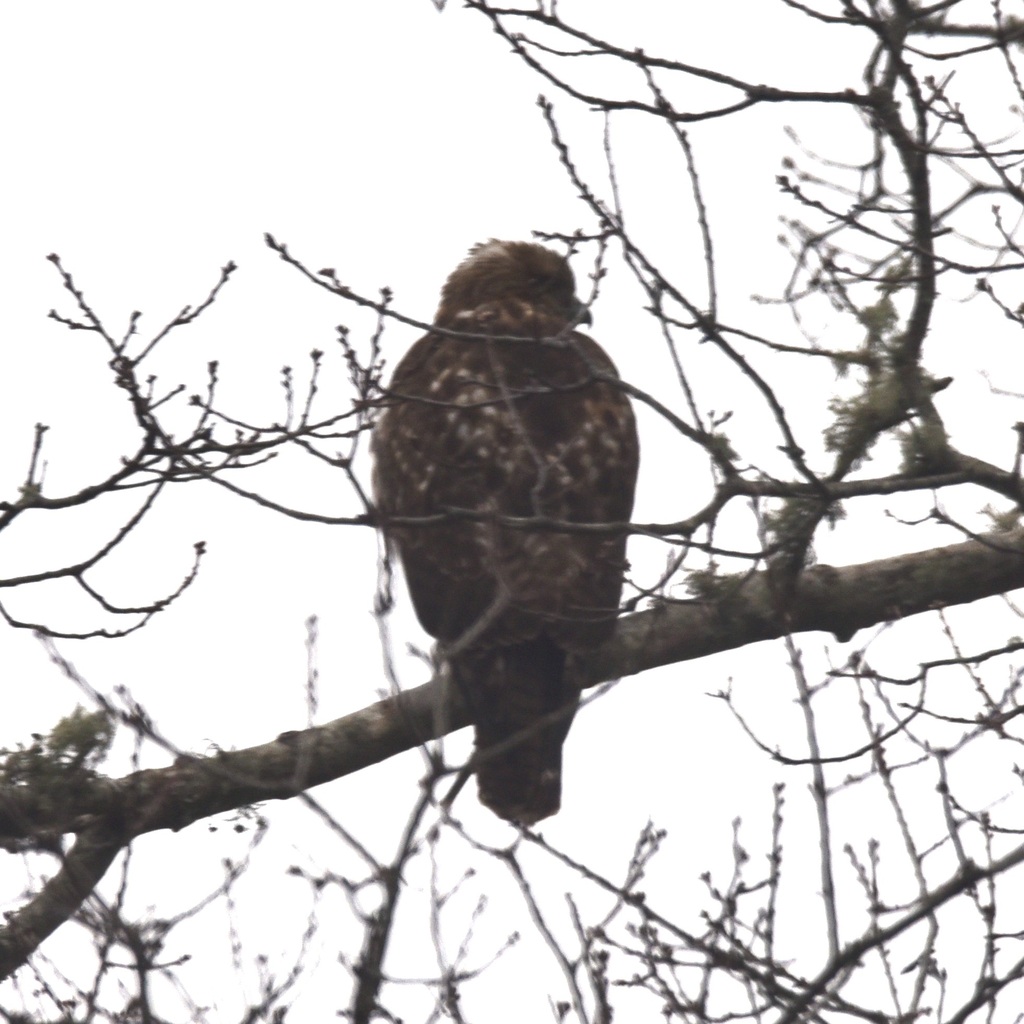Redtailed Hawk from 170 Buckskin Path, Centerville, MA 02632, USA on