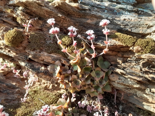 Image of Crassula montana by (c) James Deacon, some rights reserved (CC BY-SA)
