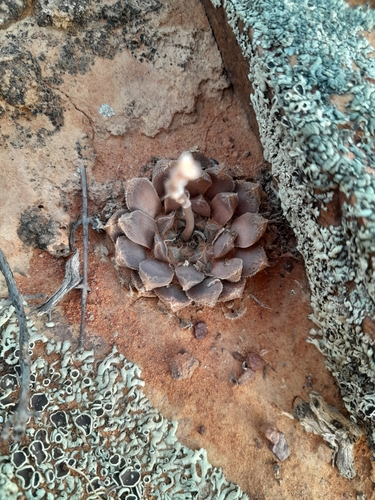 Haworthia nortieri