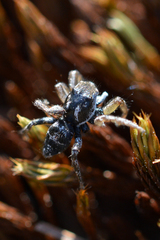 Habronattus borealis