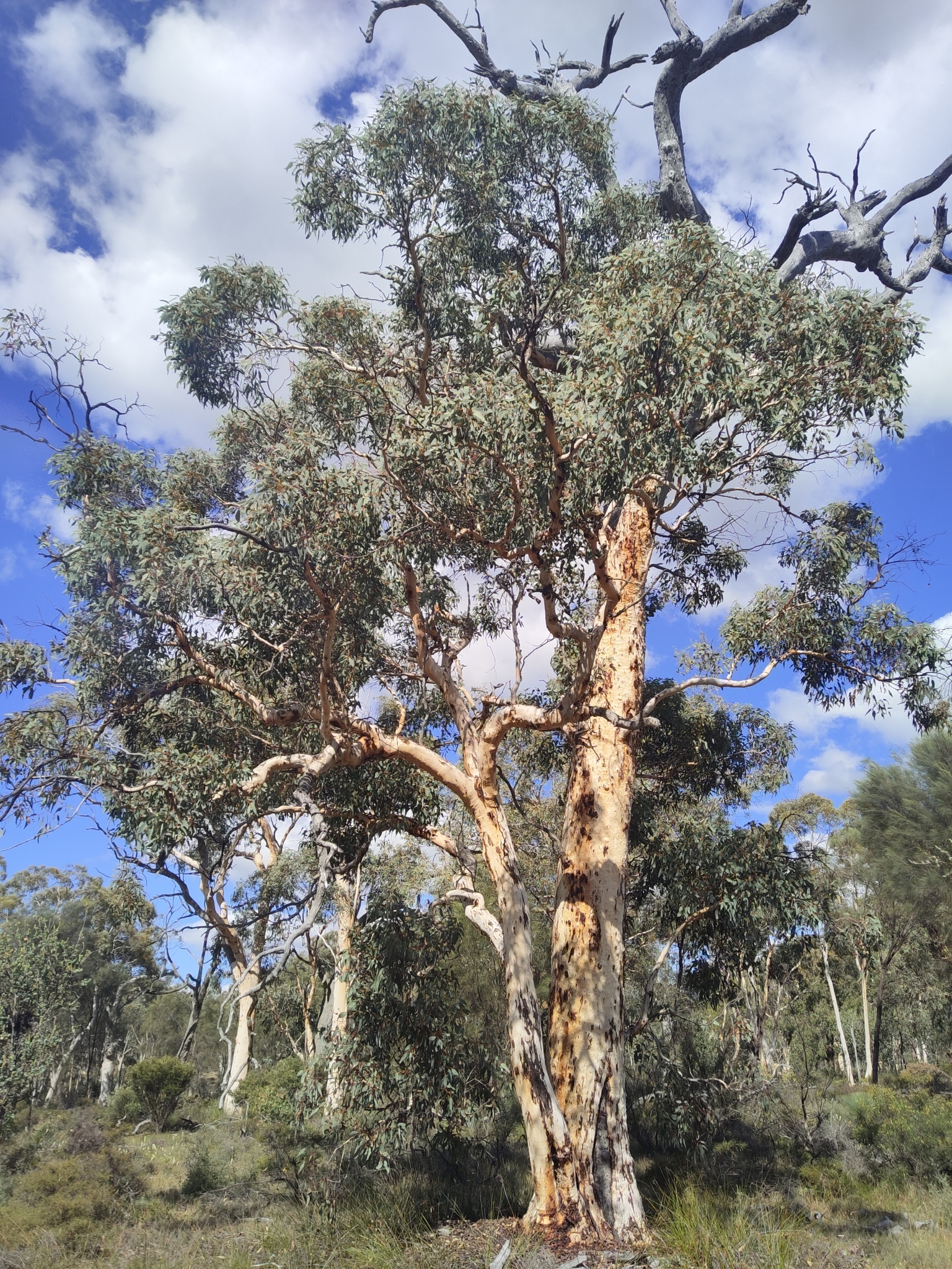 Eucalyptus accedens