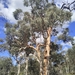 Eucalyptus accedens - Photo 由 Stirling Yanchep 所上傳的 (c) Stirling Yanchep，保留部份權利CC BY-NC