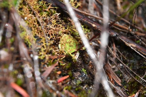 Image of Drakaea thynniphila by (c) Em Lamond, some rights reserved (CC BY)