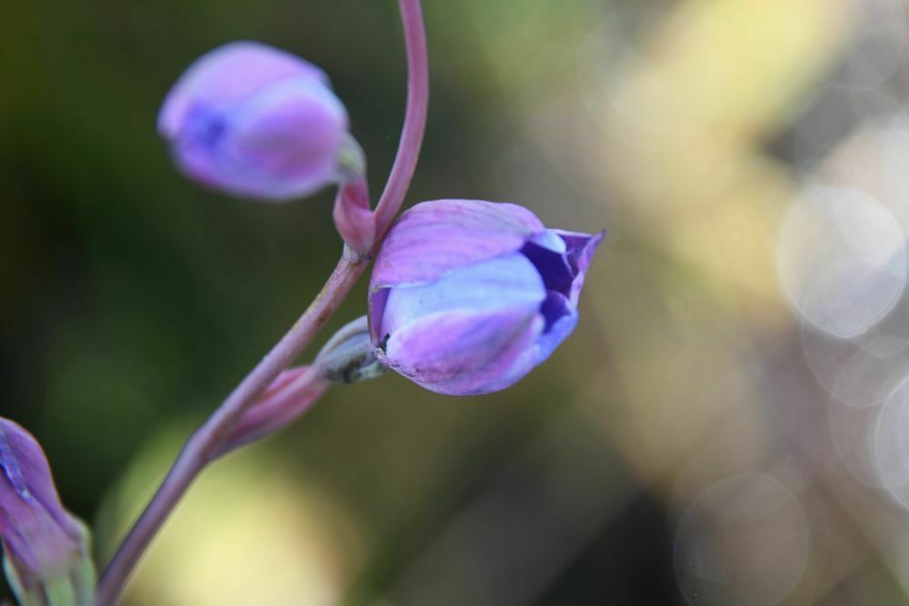 Thelymitra cornicina