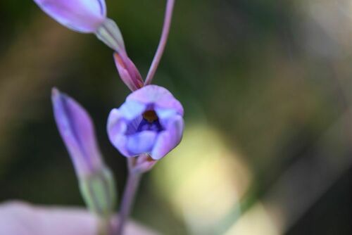 Image of Thelymitra cornicina by (c) Em Lamond, some rights reserved (CC BY)