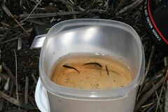 Black-Stripe Minnow photo 1