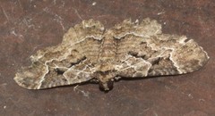 Scotocyma albinotata