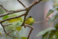 Todirostrum poliocephalum