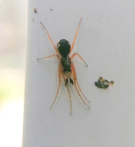 Pachygnatha listeri