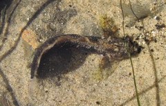 Paraclinus integripinnis