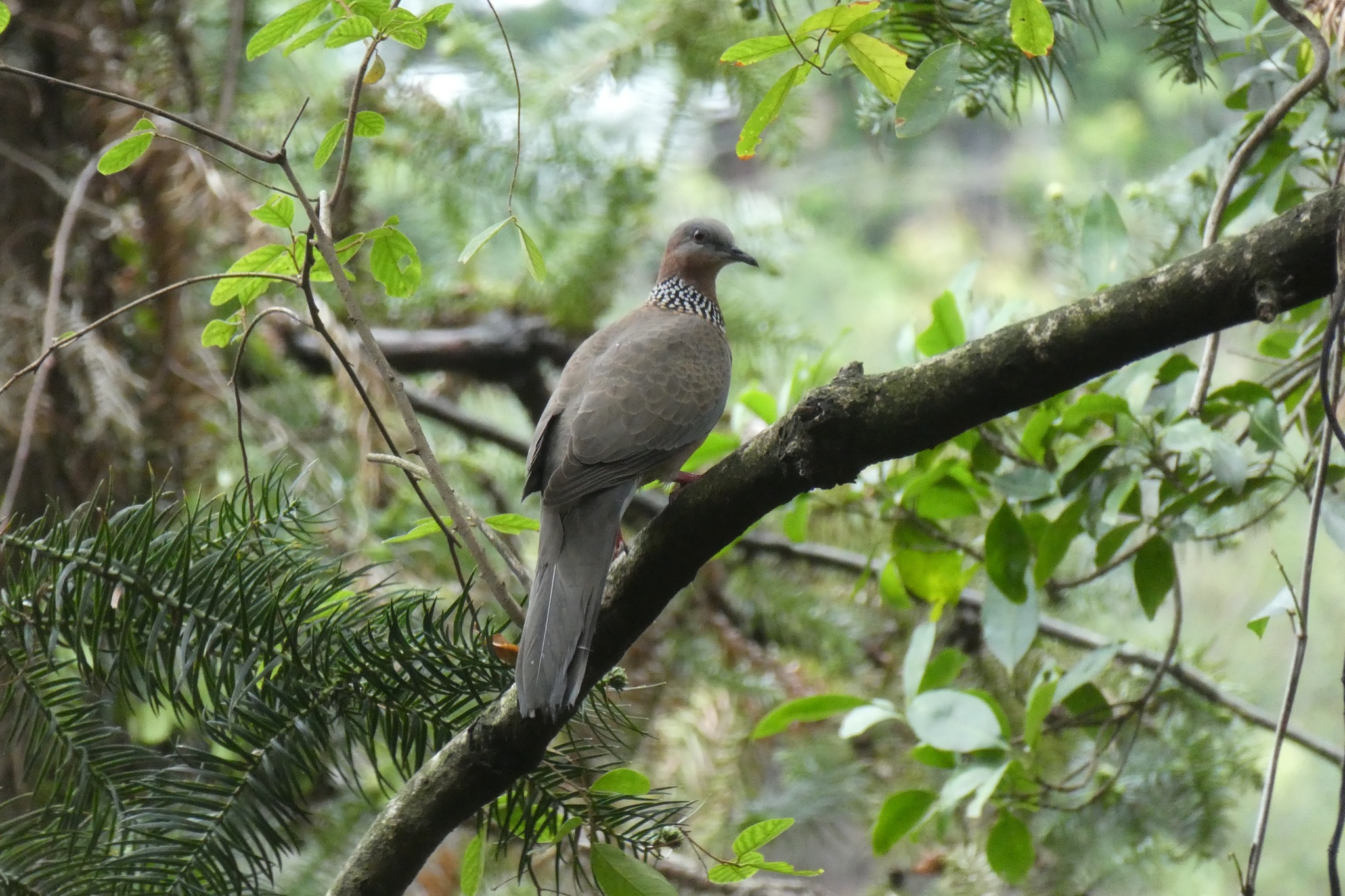 Spotted Dove
