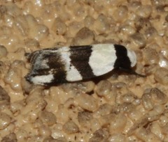 Zonopetala decisana