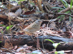 Emberiza variabilis