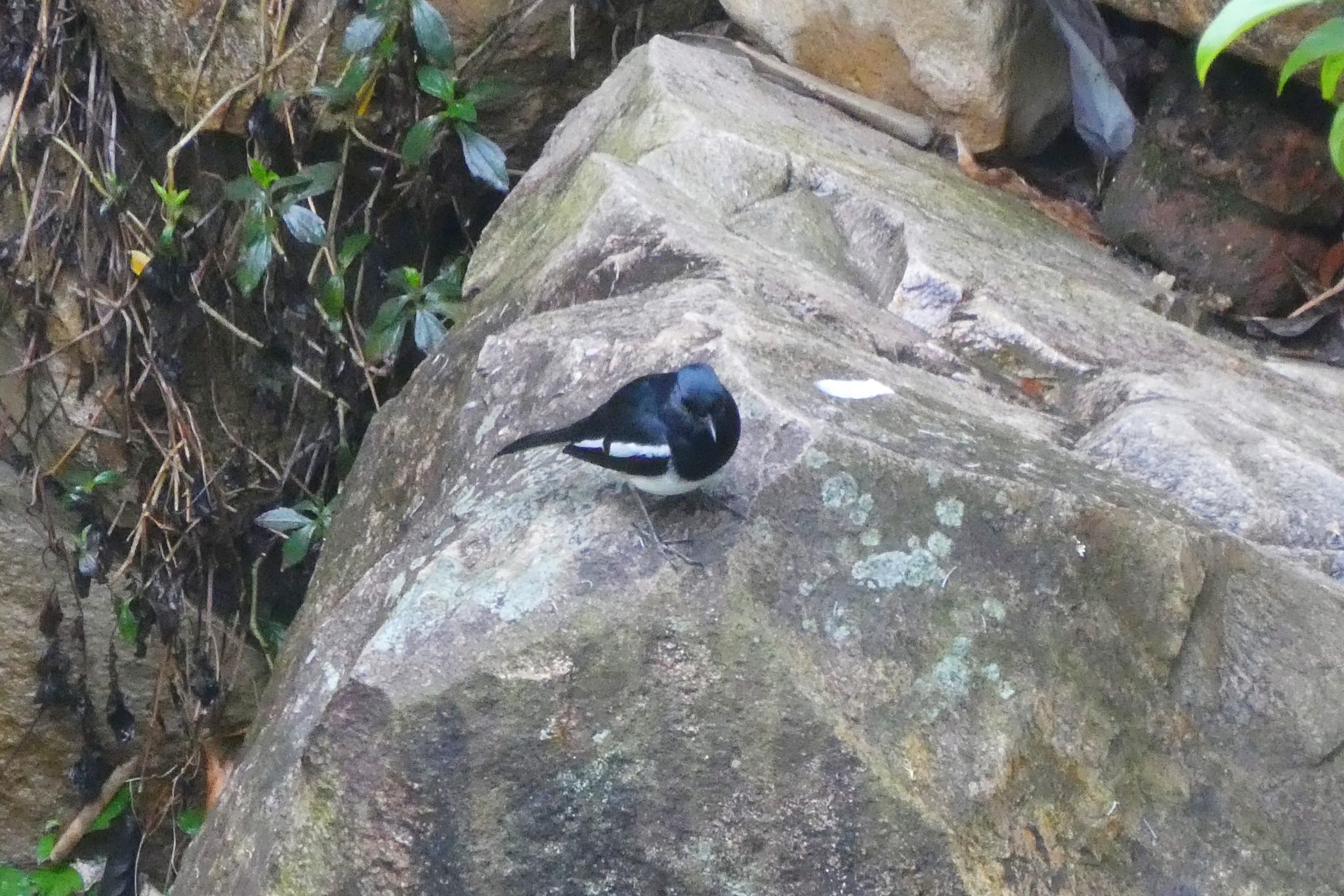 Oriental Magpie-Robin