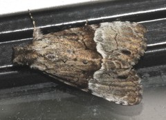 Alophosoma emmelopis