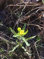 Castilleja kraliana