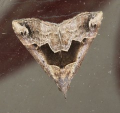Hypena gonospilalis