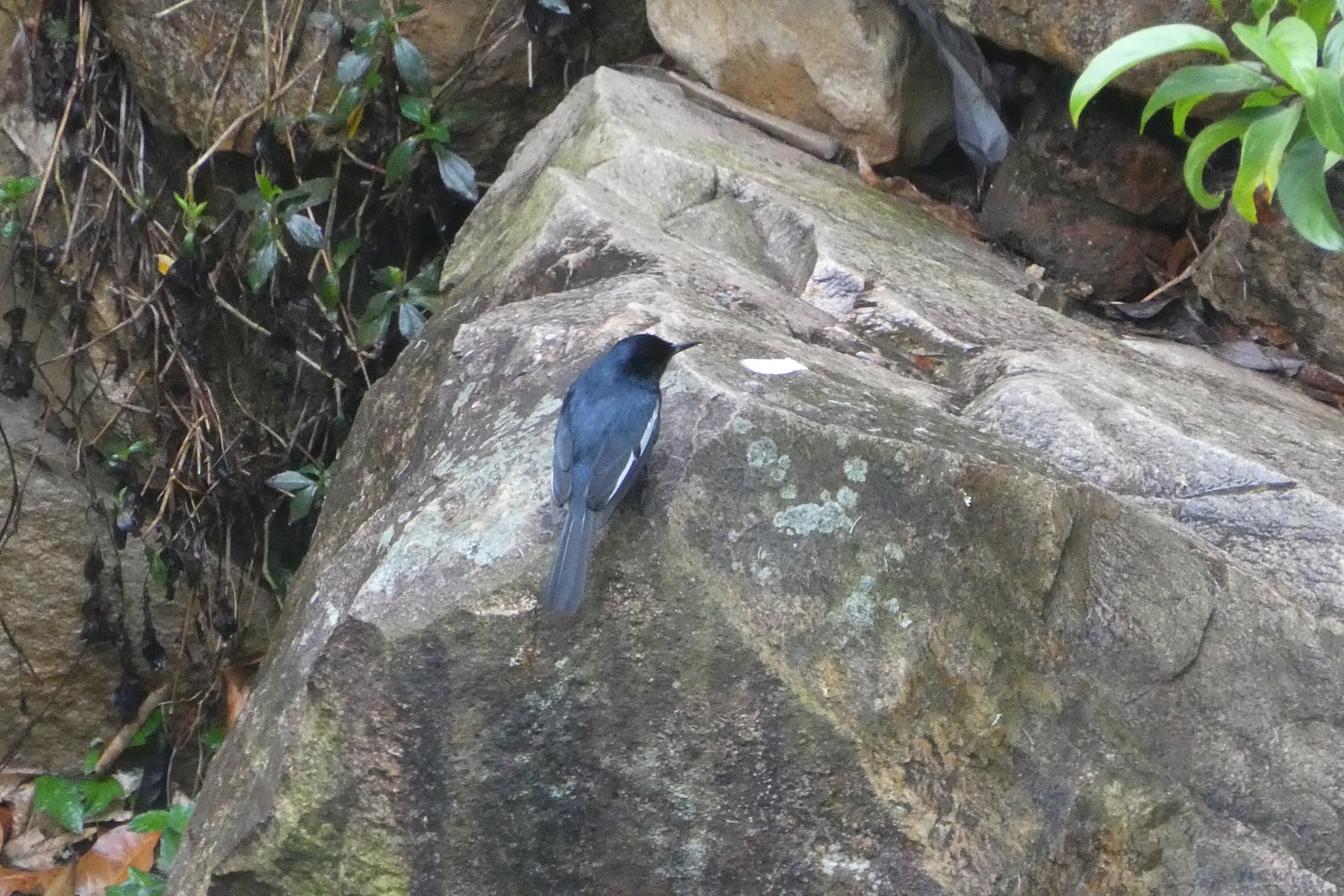 Oriental Magpie-Robin