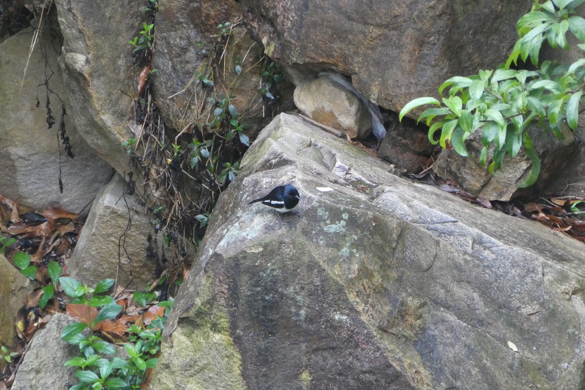 Oriental Magpie-Robin