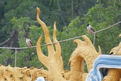 Pycnonotus aurigaster