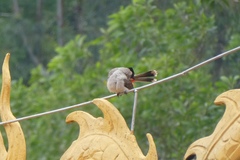 Pycnonotus aurigaster