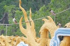 Pycnonotus aurigaster