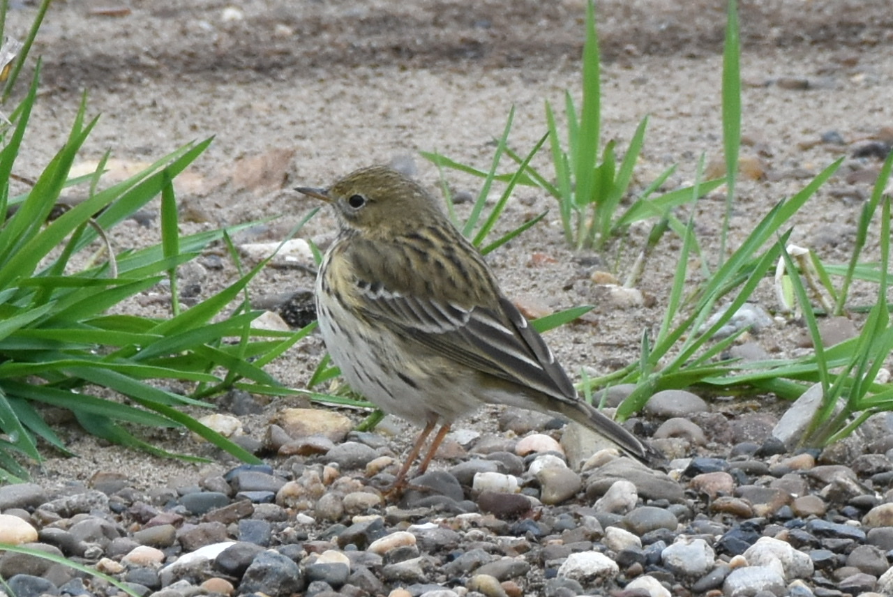 Meadow Pipit