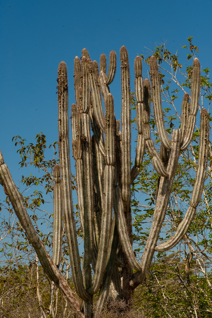 Pilosocereus brooksianus