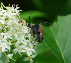 Trachysida mutabilis