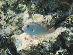 Sparisoma chrysopterum