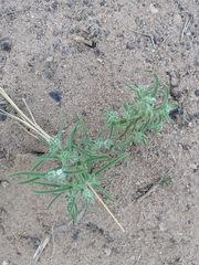 Johnstonella costata