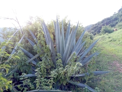 Agave tequilana