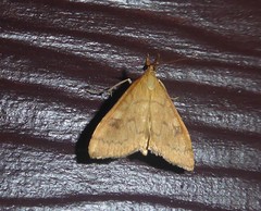 Mnesictena flavidalis
